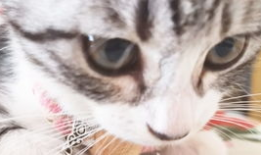 小猫咪视频,小猫咪视频集锦