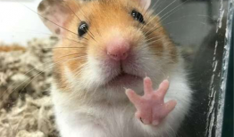 小仓鼠视频,小仓鼠视频里的欢乐时光